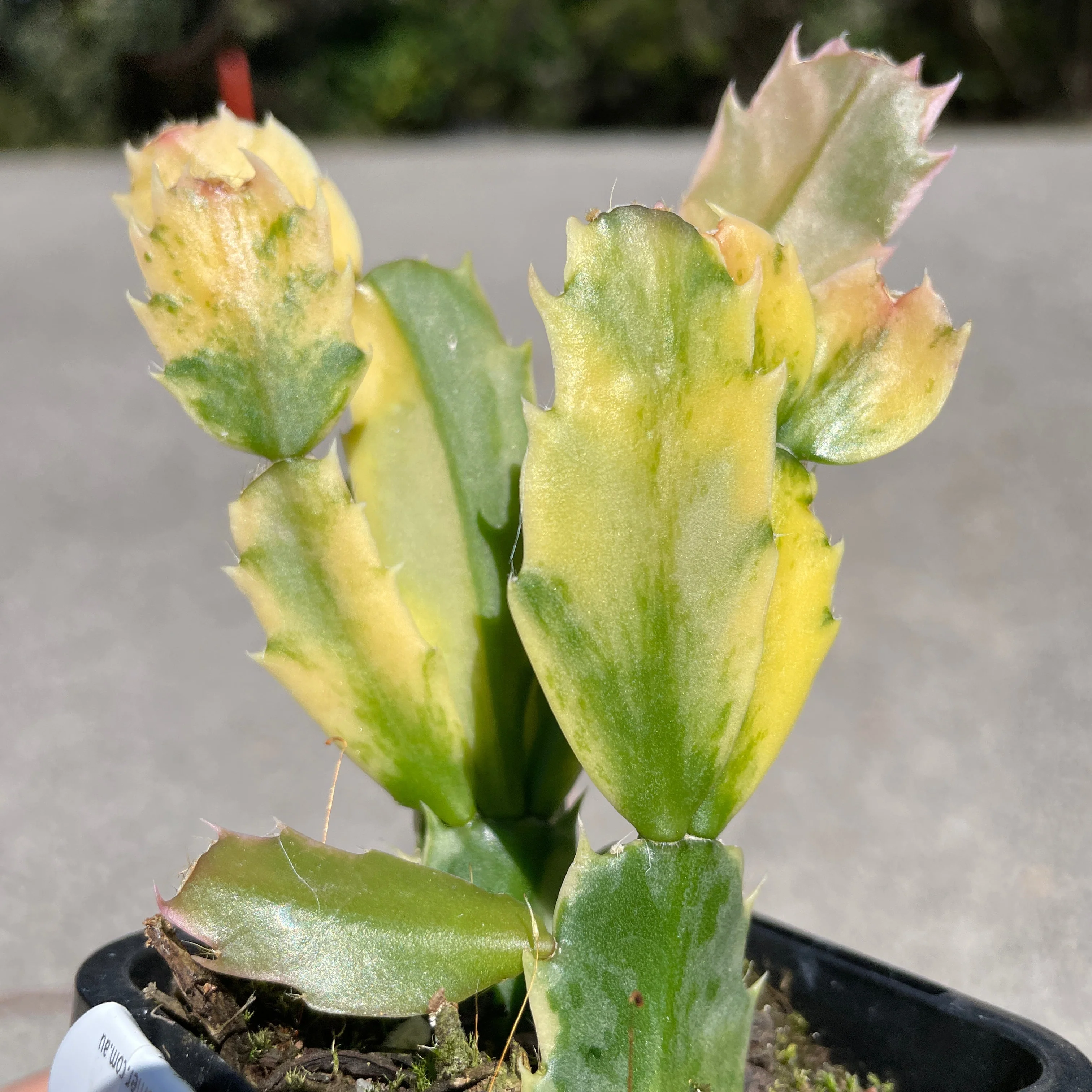 Schlumbergera (Zygocactus) Variegated - Image 2