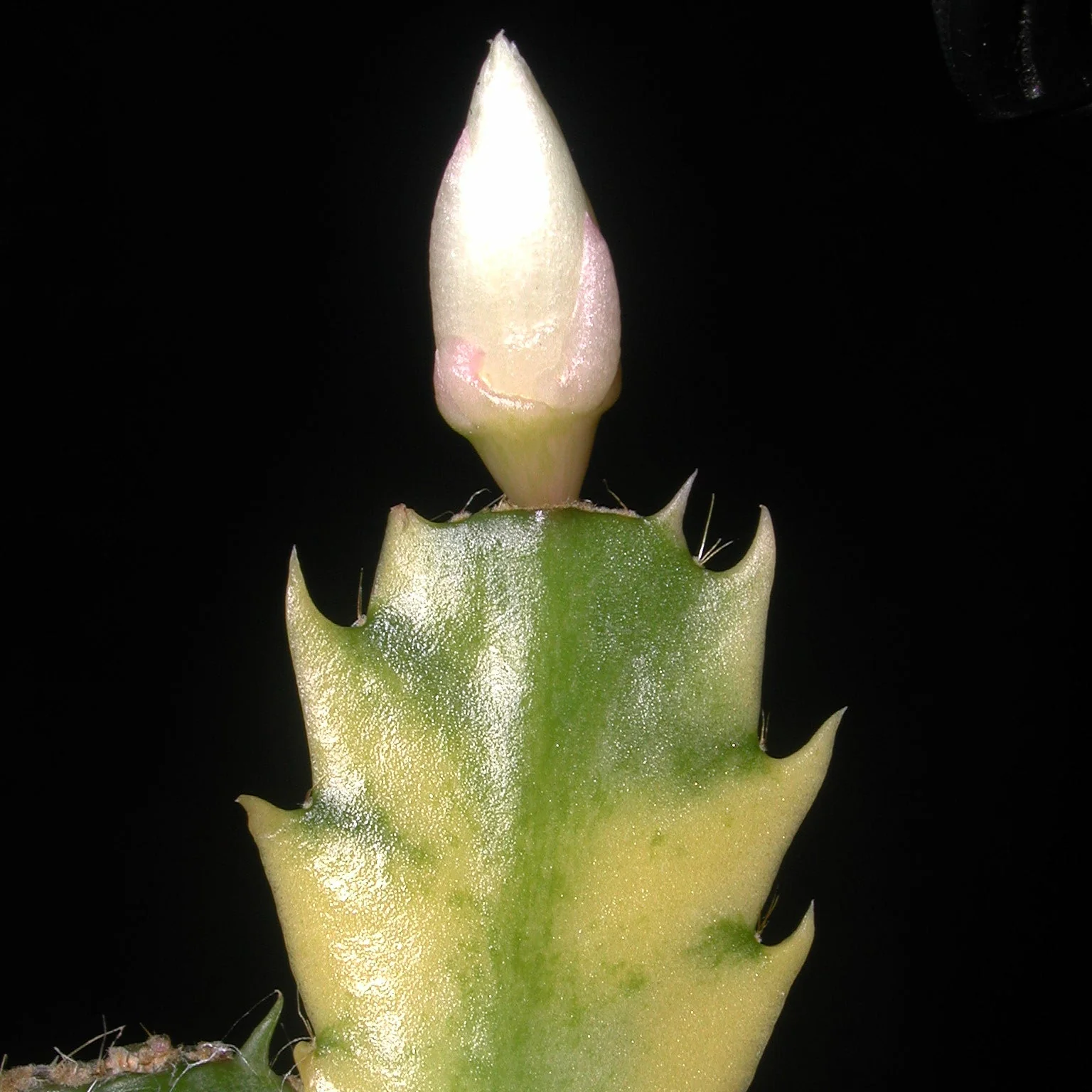 Schlumbergera (Zygocactus) Variegated - Image 3