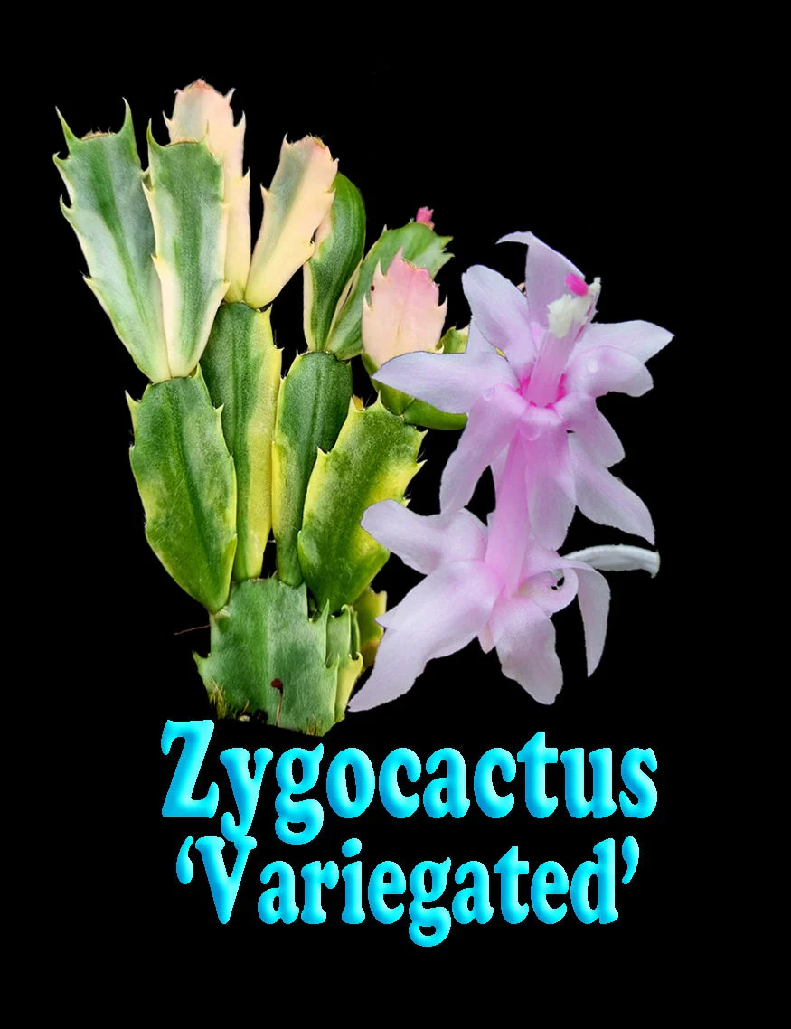 Schlumbergera (Zygocactus) Variegated - Image 4